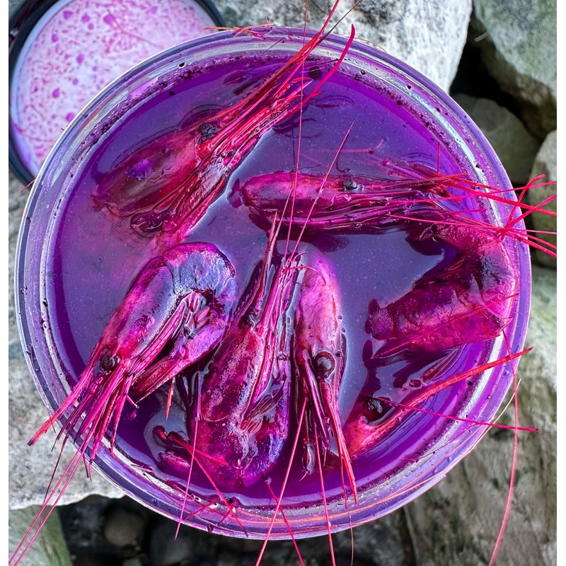 Bill Rivas Outdoors Trophy Coon Shrimp Purple