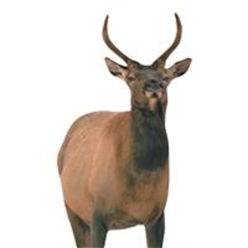 Montana Decoy Spike Elk Decoy Sku – 682127